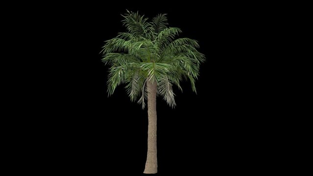  Calm wind palm tree isolated with an alpha channel
