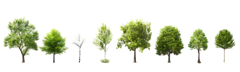 Different groups of trees in various stages on a transparent background