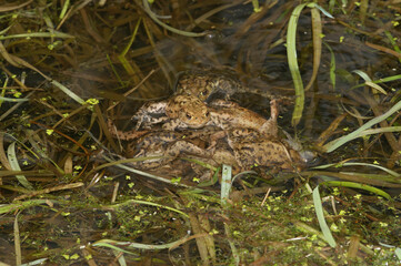 Closeup on a ball of male European common toad, Bufo bufo busy fertilizing fresh laid eggs