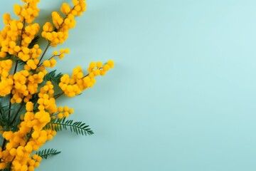 spring minimal mimosa flowers easter decoration on light blue background with copy space right