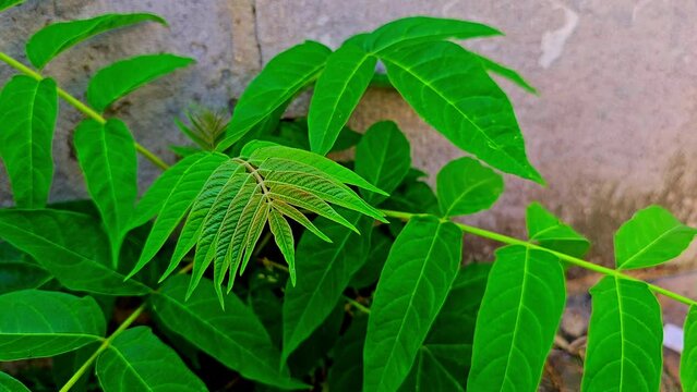 Deciduous Plant Chinese sumac, Ailanthus altissima, or tree of heaven, stinking sumac, paradise tree, Ailanthus, varnish tree, copal tree. Green plant resembling a fern