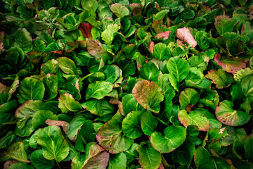 The bright green purple leaves close up of garden plants. Green herbal nature background of autumn...