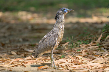 Malayan Night Heron (Gorsachius melanolophus) in the urban park. Closeup beautiful bird.