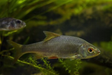 common roach and blurred Eurasian ruffe, scientific research of aggressive species coexistence, captive wild freshwater fish, European river planted biotope aquarium, LED low light, blurred background
