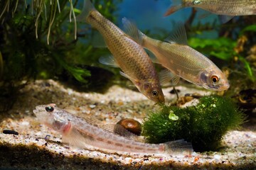 stone moroko, monkey goby, common roach, wild aggressive freshwater fish from East, captive...