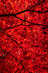 日本　青森県黒石市にある中野もみじ山のライトアップされた紅葉