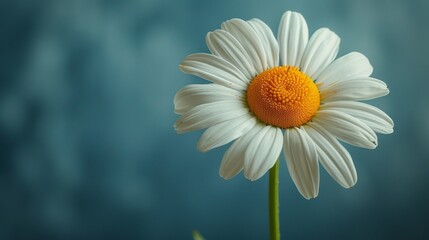 Fototapeta premium Beautiful, colorful chamomile daisy flowers. Floral composition