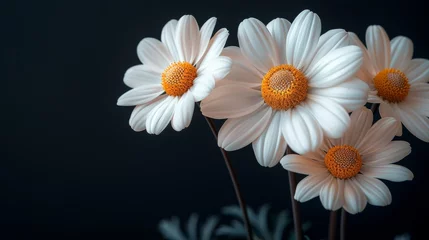 Foto op Canvas Beautiful, colorful chamomile daisy flowers. Floral composition © ND STOCK