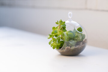 Side view of a Natural Plant Terrarium with Micro Habitat Glass Ball on a neutral soft background