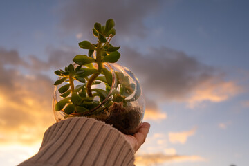 Natural Plant Terrarium with Micro Habitat Glass Ball on a neutral soft background