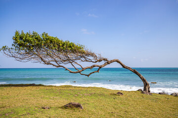 Nature in a special way, trees grow with the wind, in an open space by the sea, a unique tree is...