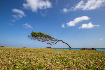 Nature in a special way, trees grow with the wind, in an open space by the sea, a unique tree is...