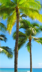 Fototapeta premium Palm tree, beach and tropical holiday for adventure in Maldives or summer, vacation or outdoor. Plants, environment and paradise island with sunlight or sightseeing for relax trip, resort or break