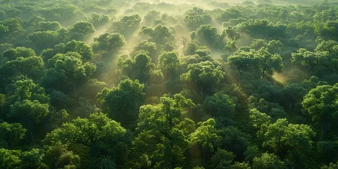 Photo sur Plexiglas Matin avec brouillard Aerial view captures misty forest bathed in sunrise glow