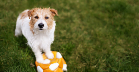 Banner of a cute playful dog puppy as waiting on her toy soccer ball in the grass, Pet background. - 749333611
