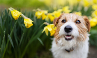Happy cute smiling dog puppy face in the daffodil flowers in spring. Easter banner.