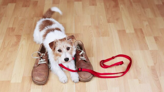 Cute happy tail wagging dog puppy waiting for a walk with a leash and her owner's shoes