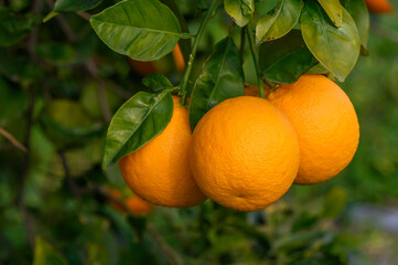 Close-up of ripe oranges hanging on a tree in an orange plantation garden 1