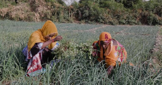 Small scale Black African female farmers weeding amongst crops on a farm in Senegal, Sahel region. Drought, Climate Change, Desertification