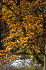 Obraz premium 日本 青森県十和田市、十和田湖の子ノ口から焼山まで続く奥入瀬渓流の紅葉