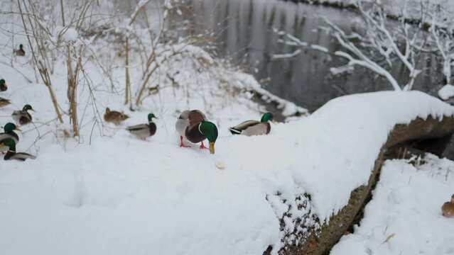 The video captures ducks on snow, happily nibbling on bits of bread. The snowy setting adds a picturesque backdrop to this delightful moment of nature and wildlife. Snowy landscape.