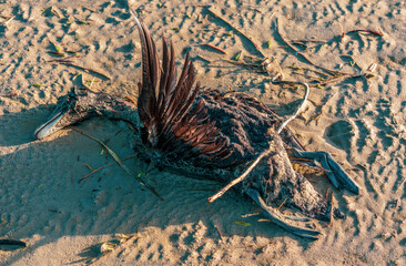 Dead bird on the North Sea beach.