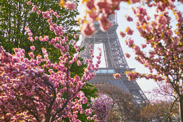 Eiffel tower with cherry blossom trees in full bloom in Paris, France