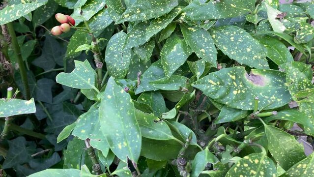 Aucuba japonica or as it is also called in the United States of America gold dust plant. This is an ornamental plant from Asia. Japan, Korea and China. It has beautiful but poisonous fruits 