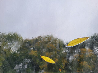 autumn yellow leaves on a window wet from rain