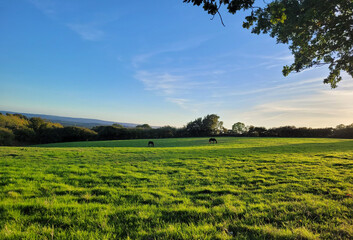 green meadow in countryside at dawn with grazing horses in the distance