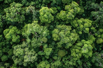 Naklejka premium Cerrado Landscape Diversity from Above
