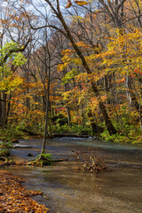 Obraz premium 日本 青森県十和田市、十和田湖の子ノ口から焼山まで続く奥入瀬渓流の紅葉