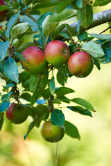 Obraz premium Apple, tree and growth of fruit with leaves outdoor in farm, garden or orchard in agriculture or nature. Organic, food and farming in summer closeup with sustainability for healthy environment