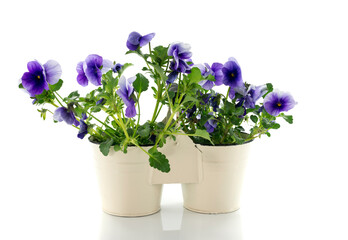 violets in white pot