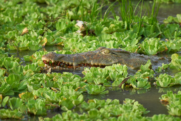 Nile Crocodile (Crocodylus niloticus) lurking amongst floating water hyacinth in a shallow lagoon in South Luangwa National Park, Zambia