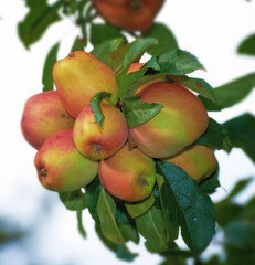 Apple, farm and tree closeup of fruit with leaves outdoor in orchard for agriculture in nature. Organic, food and farming in summer with sustainability for growth of healthy environment and garden