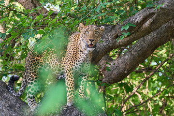 Female Leopard (Panthera pardus) resting in a tree in South Luangwa National Park, Zambia
