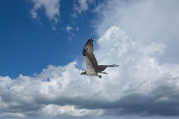 Sea Hawk in Sebastian Inlet, Florida