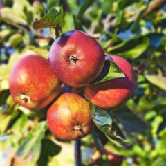 Apple, tree and fruits closeup with leaves outdoor in farm, garden or orchard for agriculture or nature. Organic, food and farming in summer with sustainability for healthy environment and growth