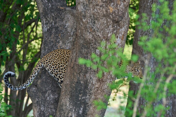 Female Leopard (Panthera pardus) descending from a tree in South Luangwa National Park, Zambia