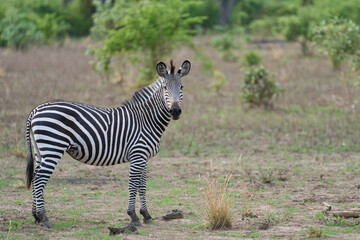 Crawshay's zebra (Equus quagga crawshayi) in South Luangwa National Park, Zambia