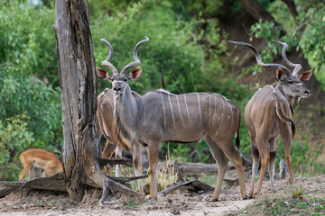 Male Greater Kudu (Tragelaphus Strepsiceros) in South Luangwa National Park, Zambia