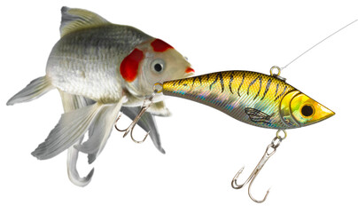 Gold colored fishing lure up close with a large white fish chasing behind about to become a...