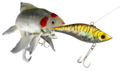 Gold colored fishing lure up close with a large white fish chasing behind about to become a phishing victim.