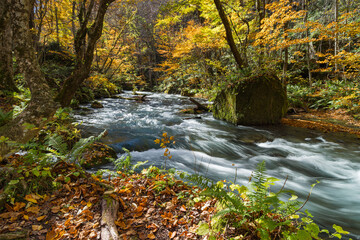 日本　青森県十和田市、十和田湖の子ノ口から焼山まで続く奥入瀬渓流の紅葉