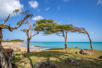 Nature in a special way, trees grow with the wind, a dreamlike landscape right on the Turquoise...