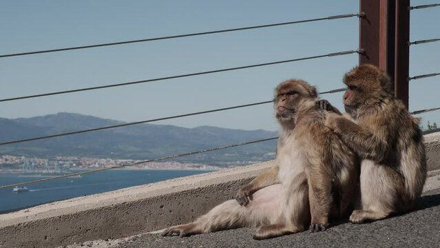 Barbary macaques on the Rock of Gibraltar with mountains and bay of Gibraltar in background
