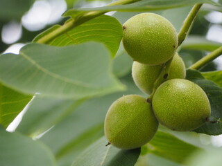 落葉樹　胡桃　まだ青い実