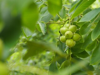 落葉樹　胡桃　まだ青い実