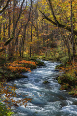 日本　青森県十和田市、十和田湖の子ノ口から焼山まで続く奥入瀬渓流の紅葉